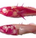 These are adult marine (top) and freshwater (bottom) threespine sticklebacks (<i>Gasterosteus aculeatus</i>) stained with a red dye that labels calcified bone. The freshwater fish has lost its armor, pelvic fin and other bones.