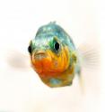 This is an adult male freshwater threespine stickleback (<i>Gasterosteus aculeatus</i>).