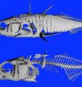 These are adult marine (top) and freshwater (bottom) threespine stickleback (<i>Gasterosteus aculeatus</i>) fish imaged with micro-computerized tomography.