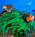 Clownfish spend their entire lives nestling in the protective tentacles of host anemones.