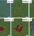 Researchers found that some crystals have an easier time of making solid-solid transitions if they take it in two steps.

Surprisingly, the first step of the process involves the parent phase producing droplets of liquid. The liquid droplets then evolve into the daughter phase. In this series of color-coded images, the square-pattern crystal (labeled green) gives rise to liquid 'droplets' (red), which form triangular crystal (blue).