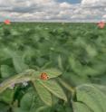 An asian lady beetle rests on a plant in a soybean field in this time-exposure image. New research suggests that diminishing wind speeds caused by climate change affect the ability of such insects to capture prey.