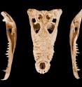 A new University of Florida study shows scientists are only beginning to understand the roles of native species in prehistoric island ecosystems. Researchers discovered this 3,000-year-old fossil skull of a Cuban Crocodile, <i>Crocodylus rhombifer</i>, in the Bahamas.
