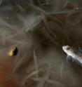 Special 'antifreeze' proteins in the blood of several Antarctic fish species bind to ice crystals and prevent the creatures from freezing. A new study finds that the proteins also allow the internal ice crystals to persist at temperatures that normally would melt them.
