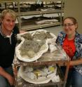 University of Alberta researchers Michael Burns and Victoria Arbour display a fossil from a newly discovered armoured dinosaur called <i>Ziapelta sanjuanensi</i>.