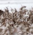 <i>Animal Migration</i>: A new study shows migratory shorebirds have different ways of dealing with raptor predation.