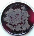 The collected soil and water samples were analyzed for their bacterial content.