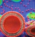 This model of vesicle adhesion, rupture and island dynamics during the formation of a supported lipid bilayer (from work by Atzberger et al) was featured on the cover of the journal <i>Soft Matter</i>.