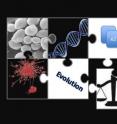 This is an informational graphic of the process of gene duplication, showing how sister genes can confer mutational robustness by allowing organisms to adapt to novel environments.