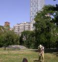 A member of the research team takes a soil sample in Central Park.