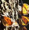 Monarch butterflies are catching the sun on an oyamel tree in a Mexican overwintering site.