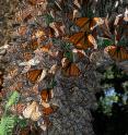 Monarchs cluster together for warmth in a Mexican overwintering site.
