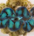 Researchers from the University of Pennsylvania and the University of California, Santa Barbara, have now shown how giant clams use iridescent structures to thrive, operating as exceedingly efficient, living greenhouses that grow symbiotic algae as a source of food. This understanding could have implications for alternative energy research, paving the way for new types of solar panels or bioreactors. These structures, known as iridocytes, give the clams their spectacular color. Sunlight at the equator is too intense for their algae to be efficient; iridocytes help filter that light.