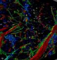 Drexel engineers created a program that can stack slices of microscopic time-lapse video in a three-dimensional volume. The one shown here is a cross section of brain tissue that shows stem cells (purple) and surrounding vasculature (red and green).