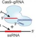This schematic shows how RNA-guided Cas9 working with PAMmer can target ssRNA for programmable, sequence-specific cleavage.