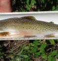A westslope cutthroat trout is measured by scientists before being returned to White's creek where it was collected.