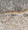Male Gulf Sand gecko P. khobarensis from eastern Rub Al Khali desert in Oman, in life, is presenting the singular elongated extremities.