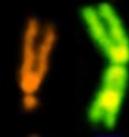 These are examples of chromosomes with extra links between chromatids, compared with a normal chromosome (on the left).