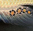 The anal fin of the haplochromine cichlid <i>Astatotilapia burtoni</i> is shown bearing the characteristic egg-spots.