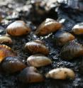 Quagga mussels were collected from the Wraysbury River, London.
