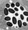 This is an electronmicroscopic picture of the spores of the newly discovered microsporidium <i>M. daphniae</i>. The spores measure around 2 micrometer in length.