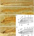(A) This is a photograph of fossil transformer in left view. (B) Photograph of fossil transformer in left view. (C) Box area in B in higher magnification, showing the radials. (D) Photograph and (E) drawing of the head and anterior part of the body of A. (F) Photograph and (G) drawing of the head and anterior part of the body of B.