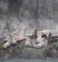 This image depicts sea lions in Alaska.