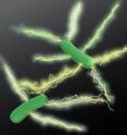 UMass Amherst researchers recently provided stronger evidence than ever before to support their claim that the microbe <i>Geobacter</i> produces tiny electrical wires, called microbial nanowires, along which electric charges propagate just as they do in carbon nanotubes, a highly conductive man-made material.