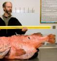 This is a a big (1.1 m), old (ca.100 years), fat (27.2 kg), fertile female fish, in this case a shortraker rockfish (<i>Sebastes borealis</i>) taken off Alaska.  New research from the University of Hawaii at Manoa indicates that so-called BOFFFFs sustain fisheries.