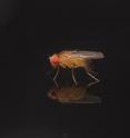 This is a male <i>Drosophila melanogaster</i> fruit fly.