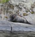 This is a Saimaa ringed seal.