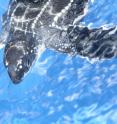 Scientists studied newborn leatherback sea turtles to create the first models of a swimming animal. Challenges to measuring forces like drag and thrust made this difficult before, but the research team overcame these, offering the opportunity for many more to benefit from their findings.