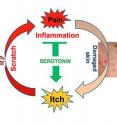 In the vicious cycle of itching and scratching, we scratch an itch to cause minor pain in the skin, and then the brain releases serotonin in response to that pain. However, in addition to tamping down pain, serotonin also reacts with receptors on neurons that carry itch signals to the brain, making itching worse.