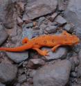 Mortality was 100 percent among Eastern red-spotted newts (<i>Nothophthalmus viridescens</i>) exposed to a fungus from Asia that recently reached Europe, probably carried by salamanders in the pet shop trade. This newt, shown in its juvenile stage, is a North American native and a popular aquarium pet.