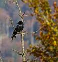 Cognitive biologists now revealed that ravens use a "divide and rule" strategy in dealing with the bonds of conspecifics.