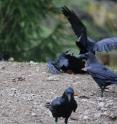 Socially well integrated ravens prevent others from building new alliances by breaking up their bonding attempts.