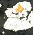Shown at 50X magnification, whitish pyrite -- iron sulfite or 'fool's gold' -- is embedded in gray carbonate rock, formed in a shallow sea some 2.5 billion years ago. Stable isotopic analysis of this and other samples from the same core produced the first evidence of sulfur-respiring bacteria in rocks of this type and age.