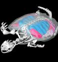 A Computed Tomography rendering of a snapping turtle (<I>Chelydra serpentina</I>) showing the skeleton (white), lungs (blue), and abdominal muscles (red and pink) used to ventilate the lungs. Because turtles have locked their ribs up into the iconic turtle shell, they can no longer use their ribs to breathe as in most other animals and instead have developed a unique abdominal muscle based system.