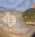 A new study shows that while the early (260 myr) proto turtle, Eunotosaurus africanus from South Africa, only had the beginnings of a turtle shell, it already had the highly modified abdominal muscular sling that is used to breathe in modern turtles, including Pelusios niger on the right.
