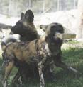 African wild dogs compete for a log impregnated with blood or a single component. Both were equally attractive.