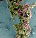 This is a false colored scanning electron microscope image of <i>Campylobacter</i> cells attached to chicken juice on a glass slide.