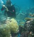 In this image, Dr Jess Carilli samples a <i>Porites</i> coral in Kiribati.