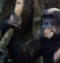 Chimpanzee males that treat females aggressively father more offspring over time. The findings, in the Cell Press journal <i>Current Biology</i> on Nov. 13, are based on genetic evidence of paternity and suggest that sexual coercion via long-term intimidation is an adaptive strategy for males in chimpanzee society.