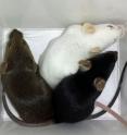 Mice from a single species but of different breeds, shown here, were used in a new University of Utah study that found genetic diversity, even within one species of animal, can make a virus less virulent or severe as it passes from one mouse to the next. By contrast, the virus replicated faster and became more virulent when it was passed from mouse-to-mouse when the mice belonged to one breed and thus lacked genetic diversity.