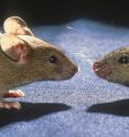Two mice face off. A new University of Utah study found that a viral infection becomes more severe or virulent when it is passed from mouse-to-mouse and the mice are genetically identical. But when the mice come from different breeds -- even within the same species -- the virus loses virulence as it spreads from one mouse to another.