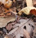Semlitsch's study measured the population density and biomass of the Southern Redback Salamander in the Ozark Highlands in Missouri.