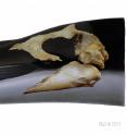 University of Otago researchers have described a new genus of ancient baleen whales that they have named <i>Tohoraata</i> (a M&#257;ori term which can be translated as Dawn Whale). The genus belongs to the toothless filter-feeding family Eomysticetidae, and it is the first time members of this family have been identified in the Southern Hemisphere.
They named the younger of the two fossil whales, which may be a descendent of the elder, as <i>Tohoraata raekohao</i> (pictured). <i>Raekohao</i> means 'holes in the forehead.' 
Researcher Robert Boessenecker says this whale lived between 26-25 million years ago and vaguely resembles a minke whale but was more slender and serpent-like. Its skull, which contains a number of holes near its eye sockets for arteries, was probably about 2 meters in length and the whole animal would have been 8 meters long.