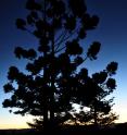 This is a hoop pine (<i>Araucaria cunninghamii</i>) on the Atherton Tablelands, Australia. Close relatives of this conifer tree inhabited Patagonia 52 million years ago, although molecular dates suggested the group is less than half that age.