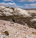 Laguna del Hunco, shown here, and other fossil sites in Patagonia, Argentina preserve hundreds of plant species that lived on the Gondwanan supercontinent. Many of these fossils are considerably older than their corresponding molecular-clock estimates.