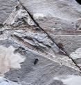 This leafy branch of the fossil kauri tree <i>Agathis zamunerae</i> from Patagonia, 52 million years old. Molecular dates suggested that kauris are less than half that age.